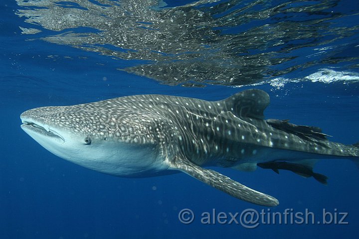 Whale_Shark-058.JPG - Along each side of the animal and the skin is marked with a "checkerboard" of pale yellow spots and stripes